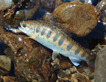 もののふ４５Ｓでアマゴ爆釣！